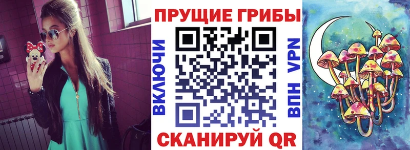 Купить где  Струнино  Псилоцибиновые грибы Cubensis 